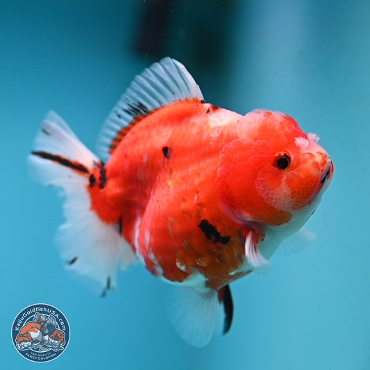 Shogun Tricolor Sakura Oranda 3.5 inches Body - Female (250131_OR21)