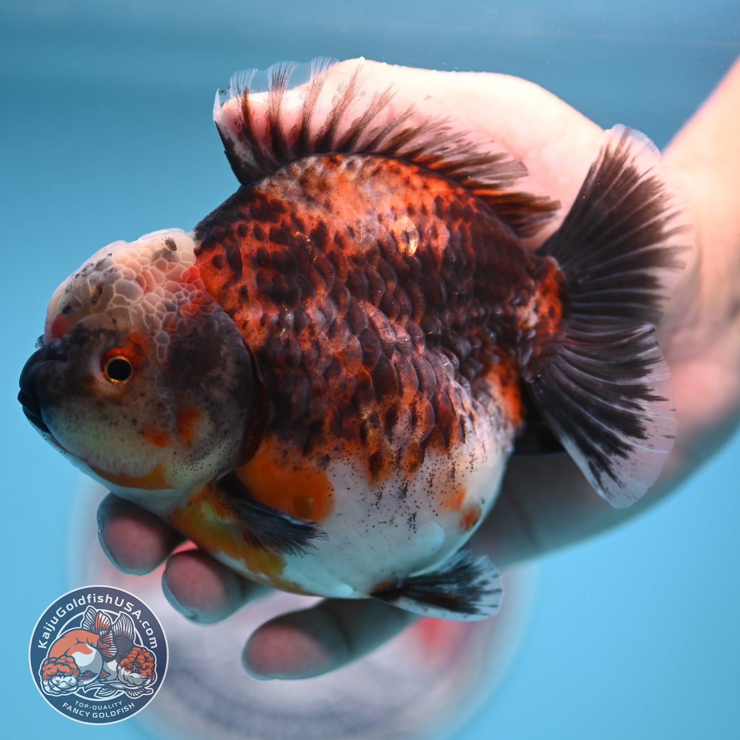 Shogun Kirin Oranda 4.5 inches Body (250530_OR21)