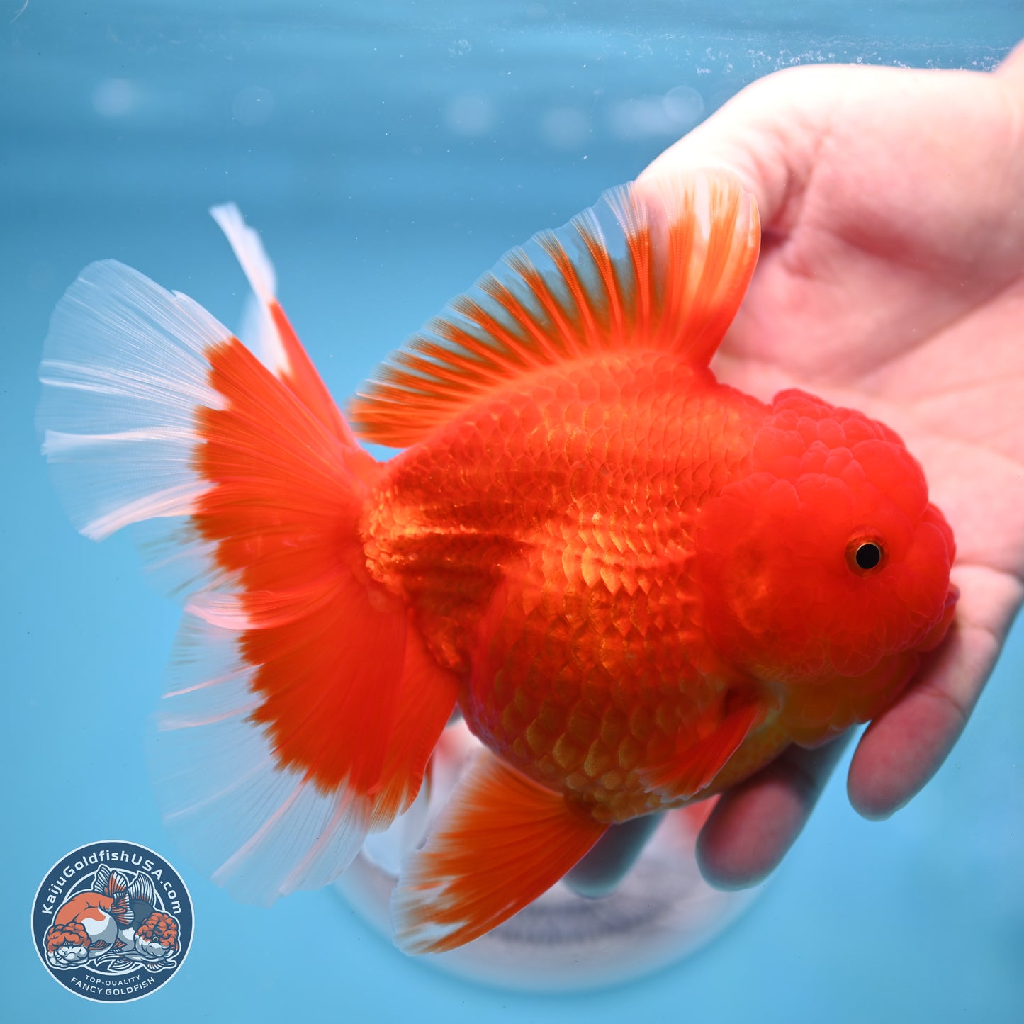 Red White Rose Tail Oranda 4 inches Body - Female (250214_OR21) - read notes