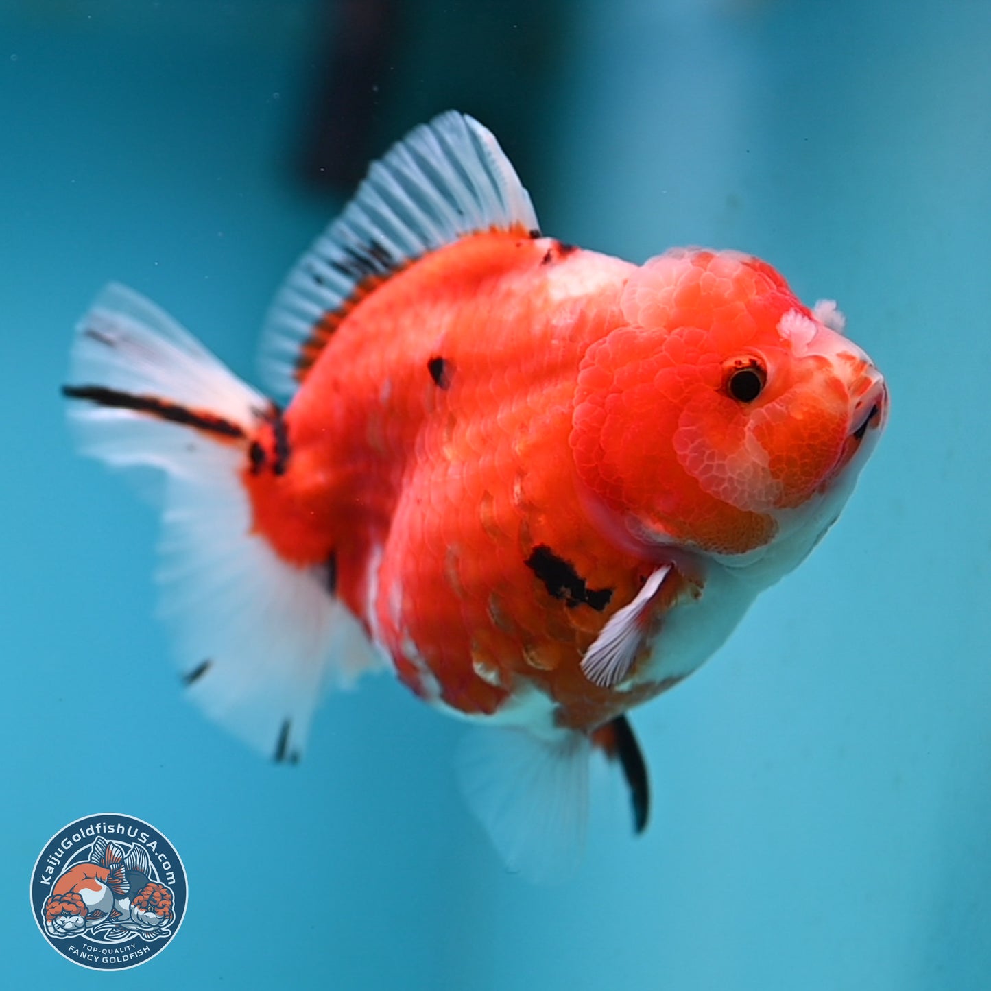 Shogun Tricolor Sakura Oranda 3.5 inches Body - Female (250131_OR21)