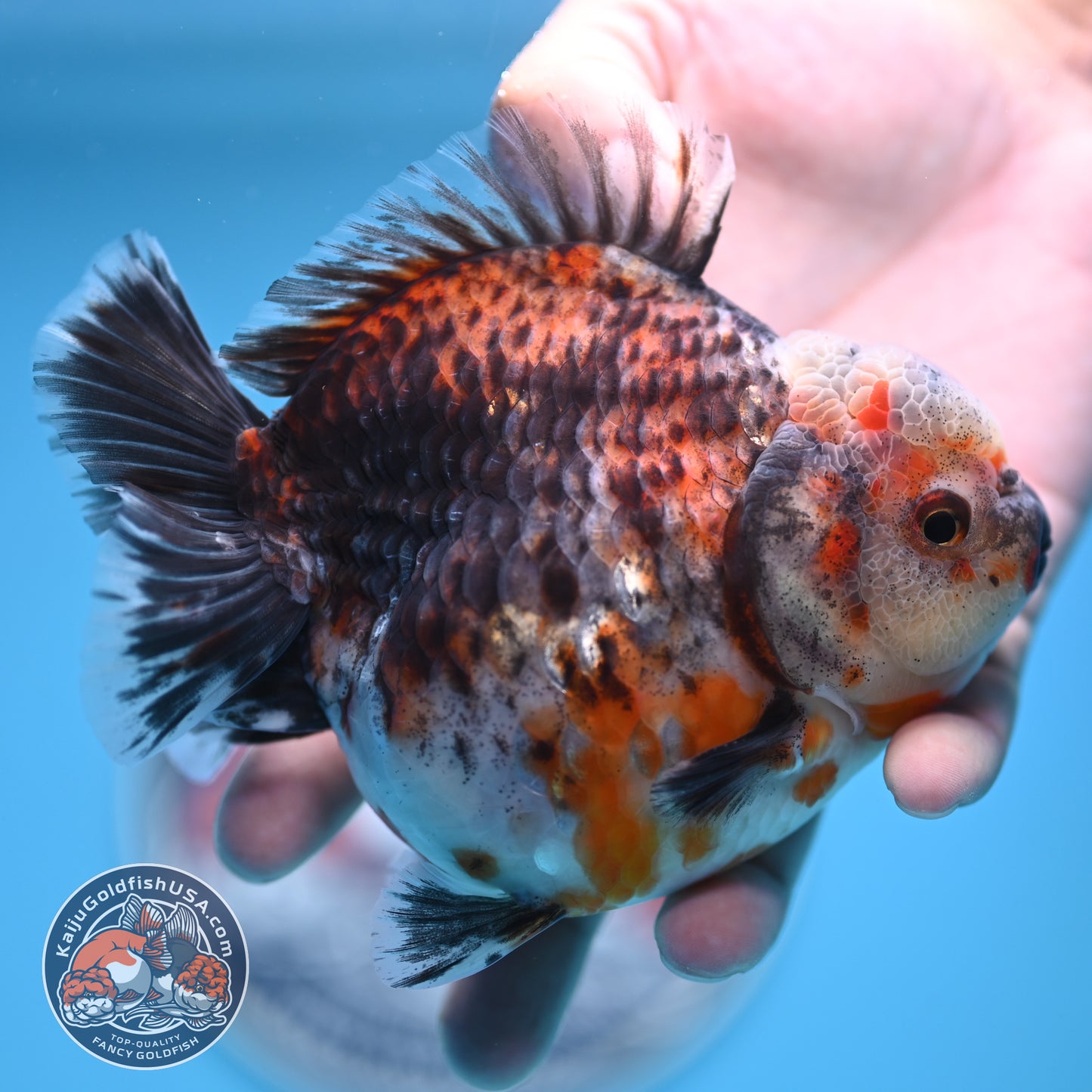 Shogun Kirin Oranda 4.5 inches Body (250530_OR21)