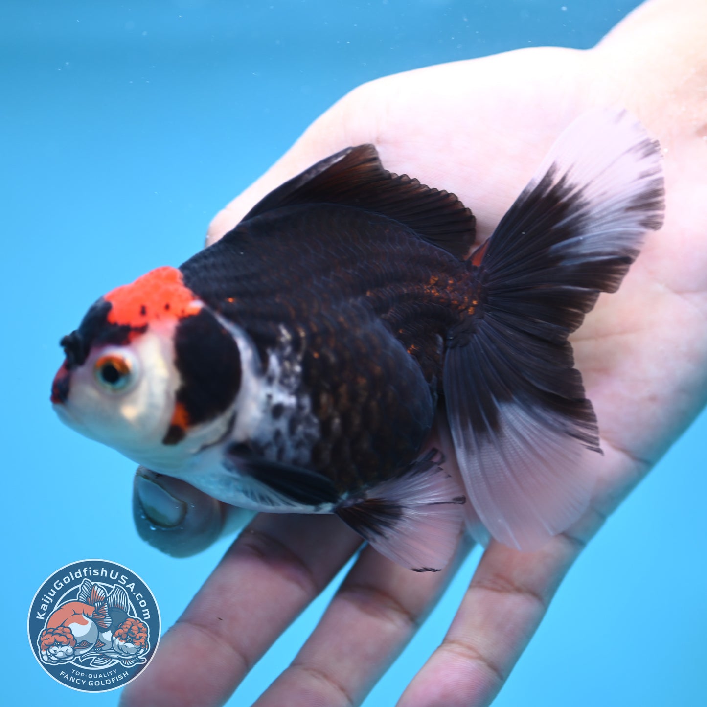 Tricolor Oranda 3.5 inch Body (250613_OR21)