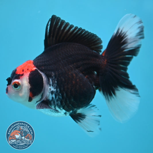 Tricolor Oranda 3.5 inch Body (250613_OR21)