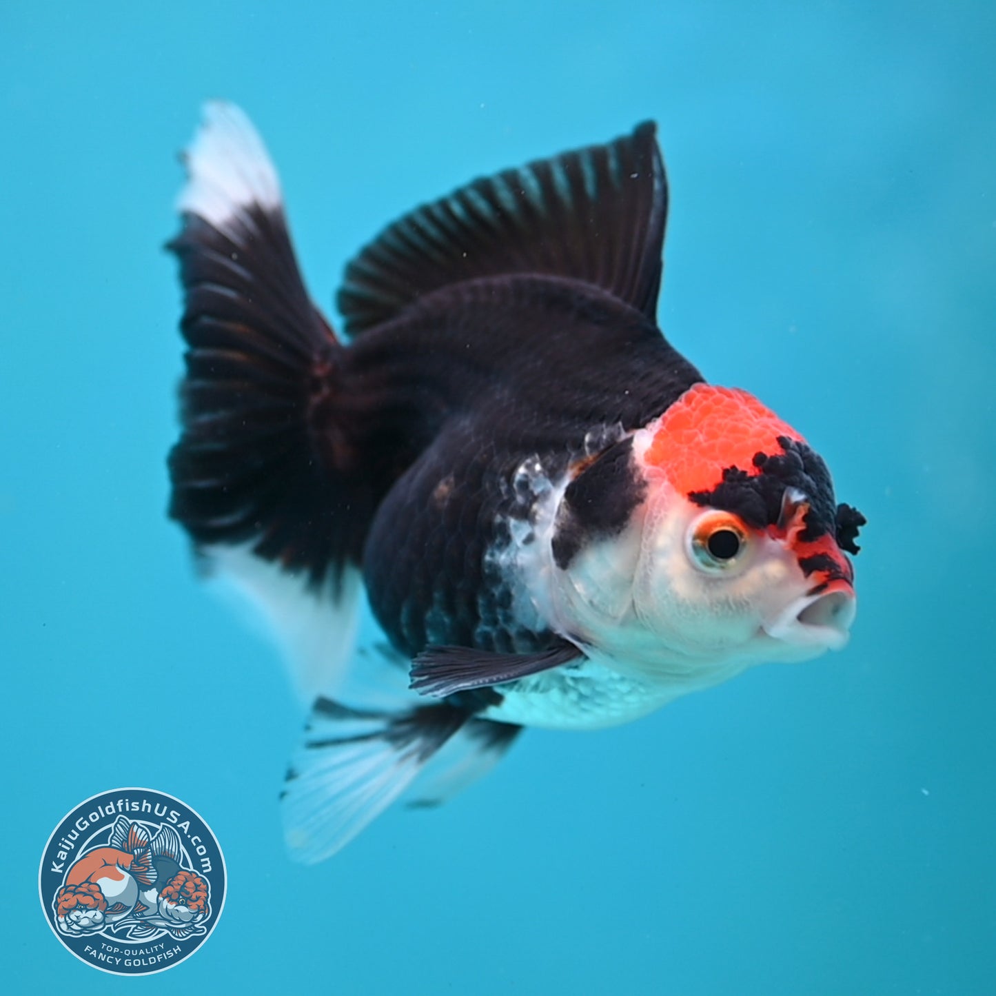 Tricolor Oranda 3.5 inch Body (250613_OR21)
