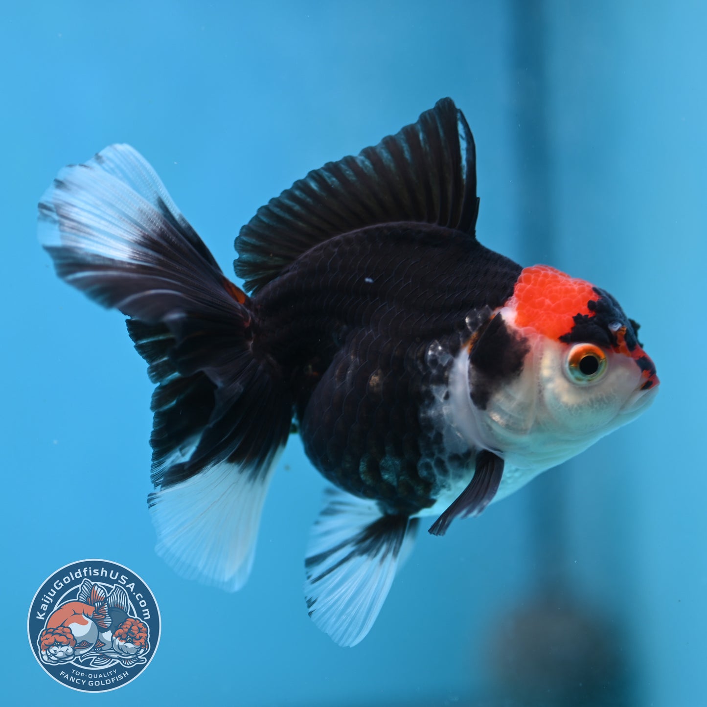 Tricolor Oranda 3.5 inch Body (250613_OR21)