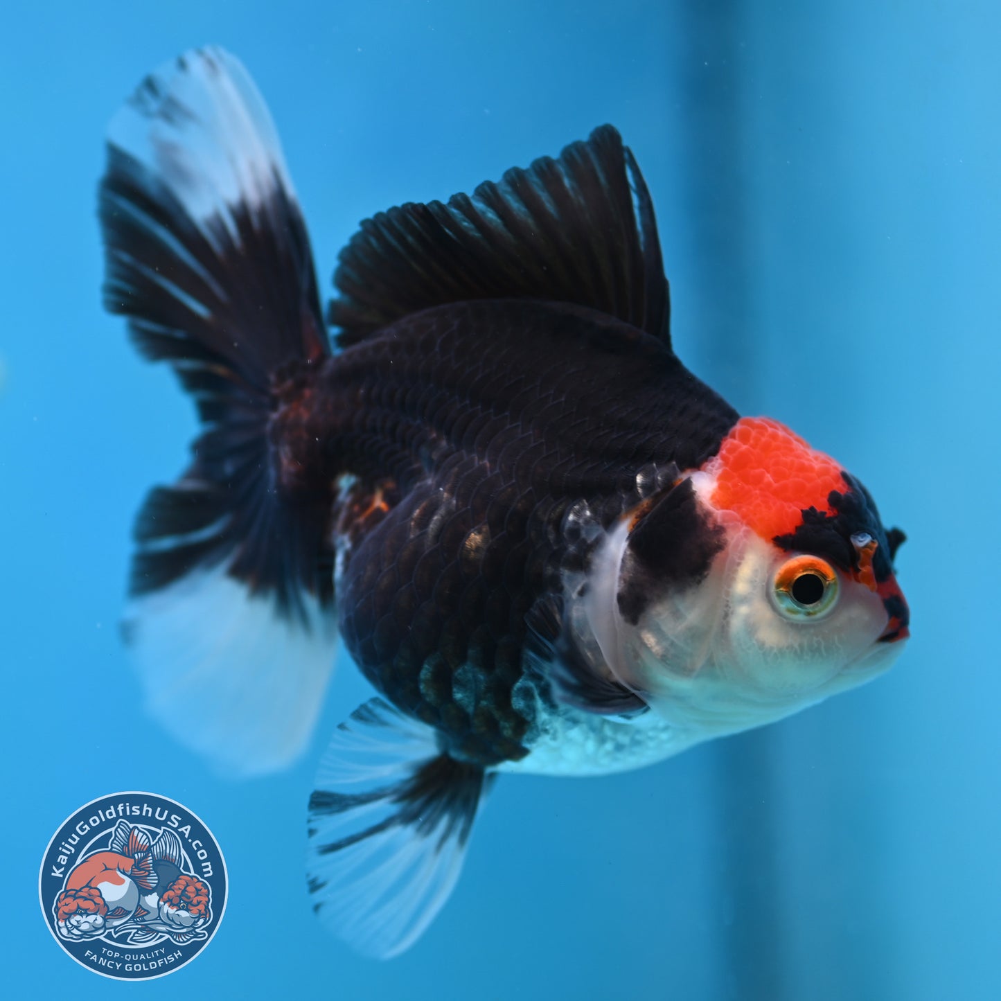 Tricolor Oranda 3.5 inch Body (250613_OR21)