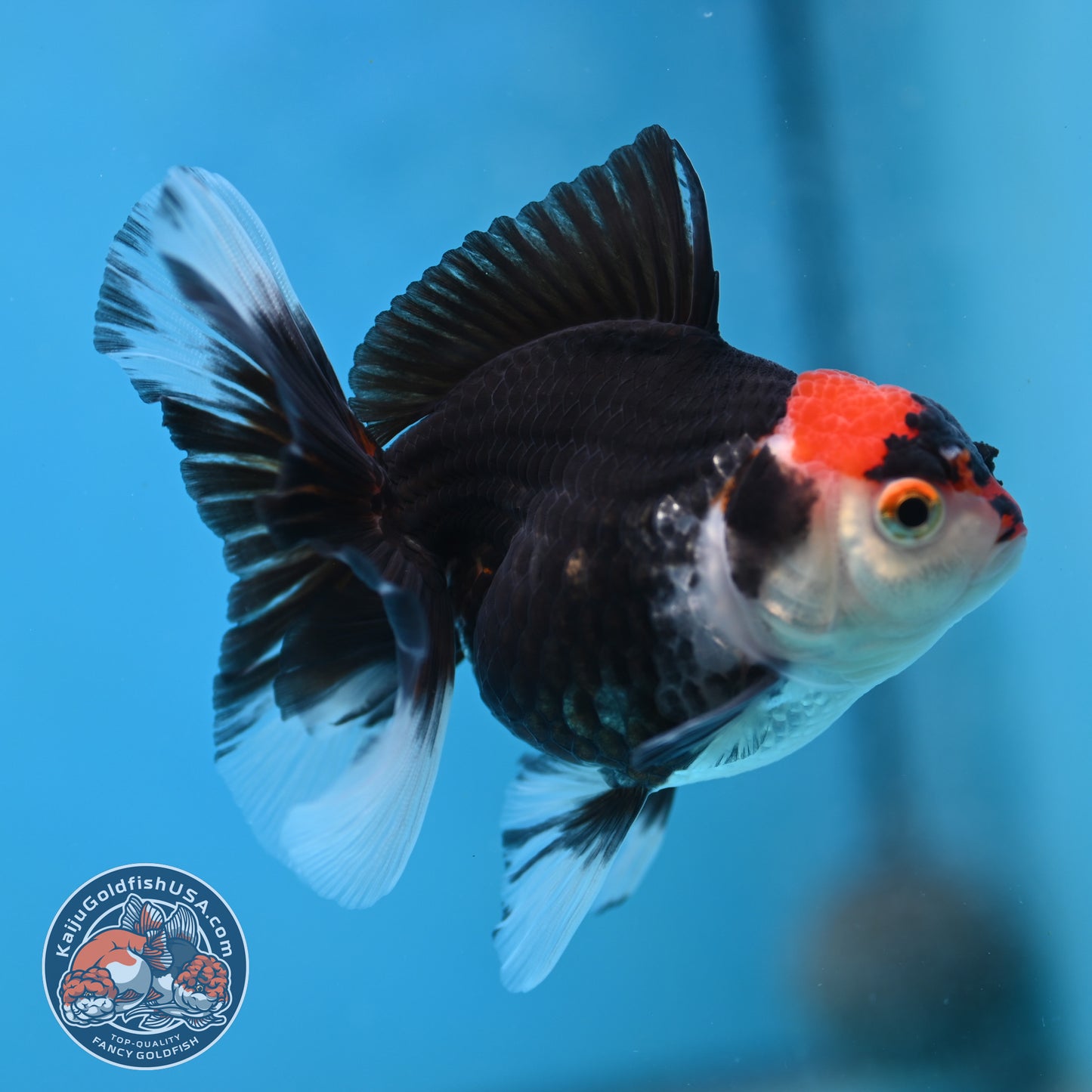 Tricolor Oranda 3.5 inch Body (250613_OR21)