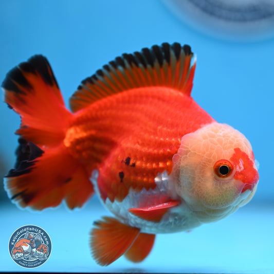 Tricolor YuanBao Oranda 4 inches Body - Male (250307_OR21)