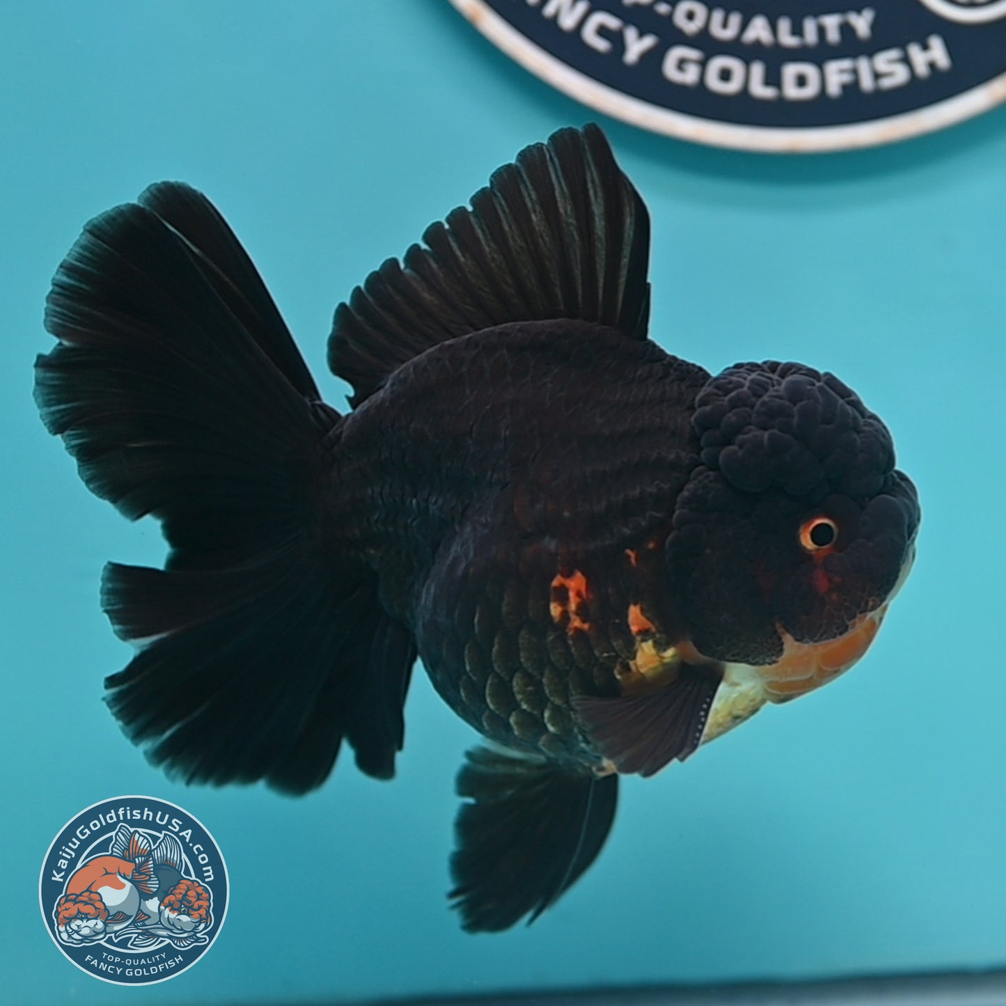 Black Rose Tail Oranda 3.75 inches Body (250502_OR21)