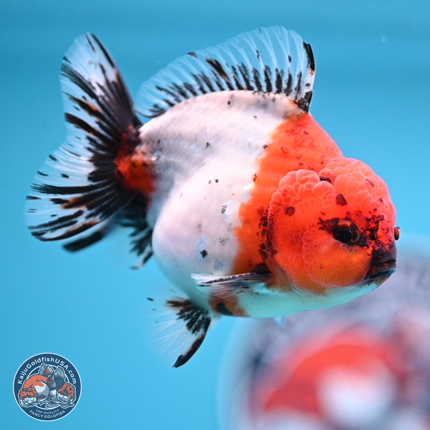 Shogun Calico Oranda 4 inches Body - Male (250207_OR21)