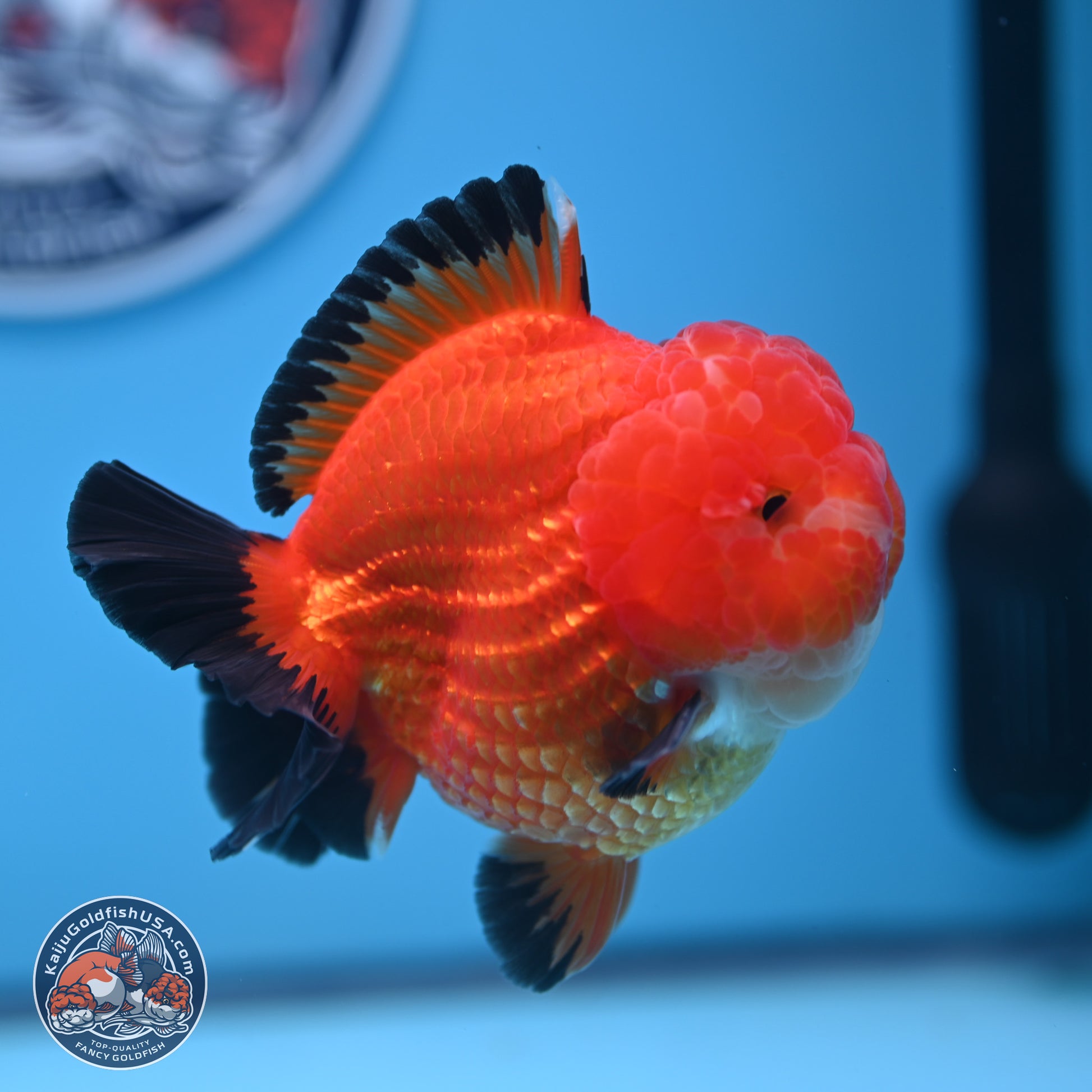 Apache YuanBao Oranda 3.5 inches Body - Male (241227_OR21) - Kaiju Goldfish USA