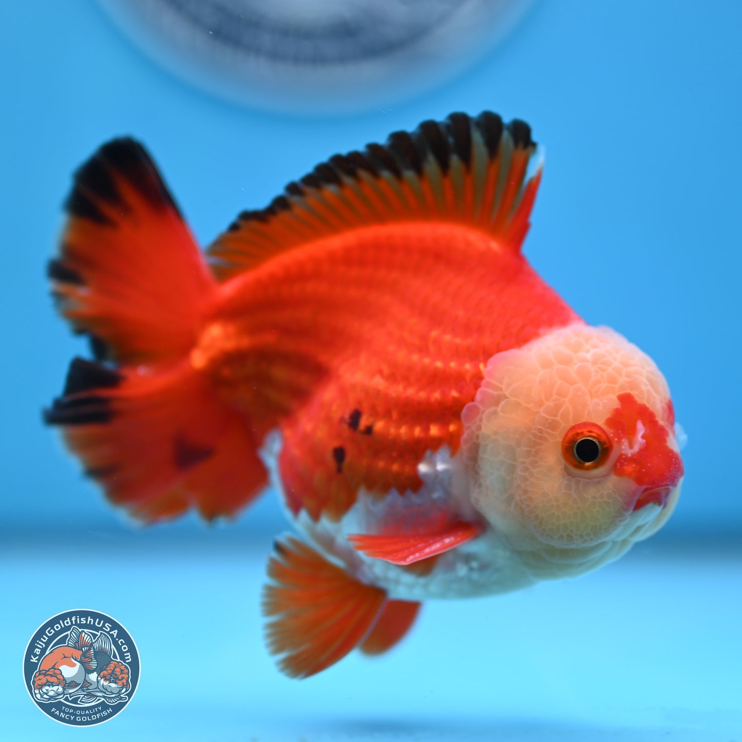 Tricolor YuanBao Oranda 4 inches Body - Male (250307_OR21)