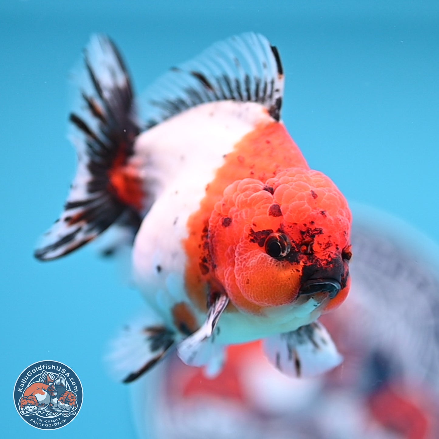 Shogun Calico Oranda 4 inches Body - Male (250207_OR21)