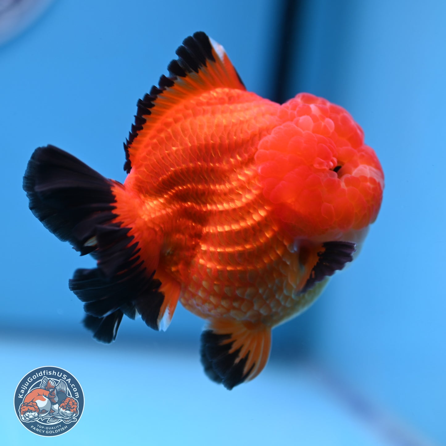 Apache YuanBao Oranda 3.5 inches Body - Male (241227_OR21) - Kaiju Goldfish USA