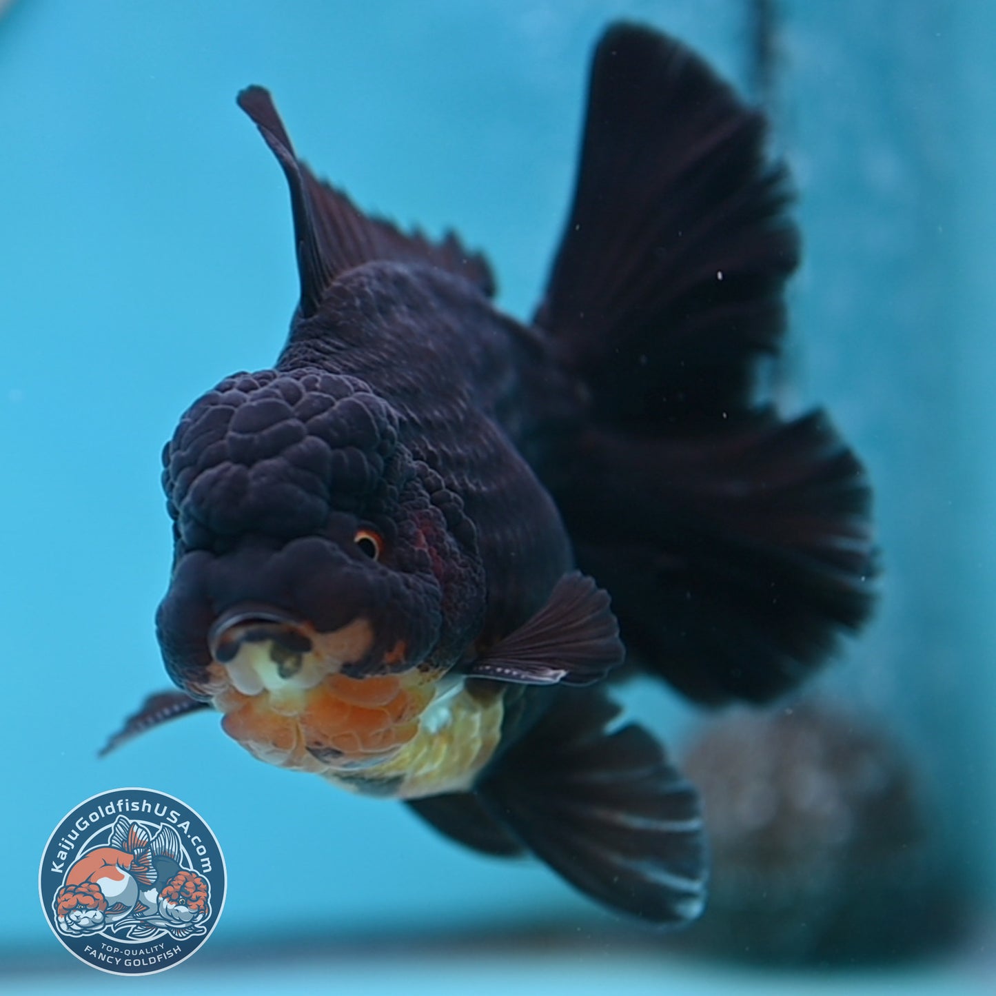 Black Rose Tail Oranda 3.75 inches Body (250502_OR21)