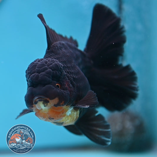 Black Rose Tail Oranda 3.75 inches Body (250502_OR21)