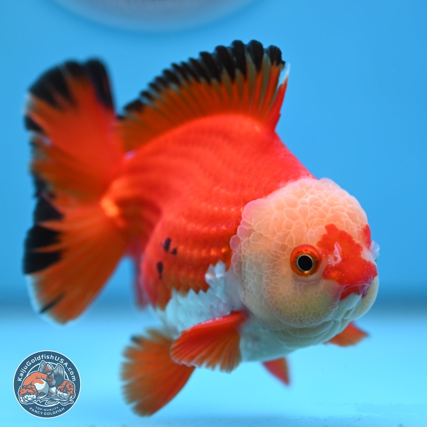 Tricolor YuanBao Oranda 4 inches Body - Male (250307_OR21)