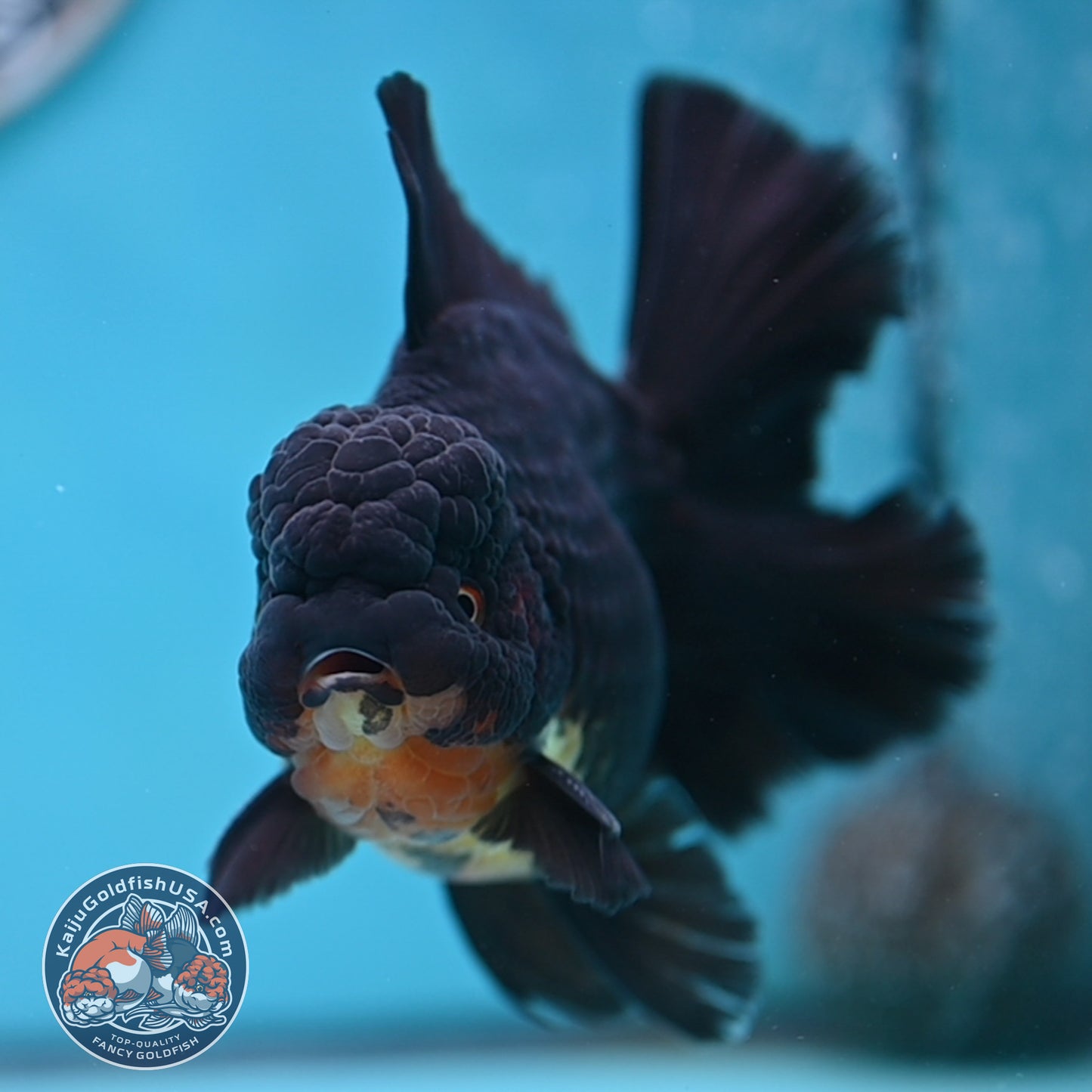 Black Rose Tail Oranda 3.75 inches Body (250502_OR21)