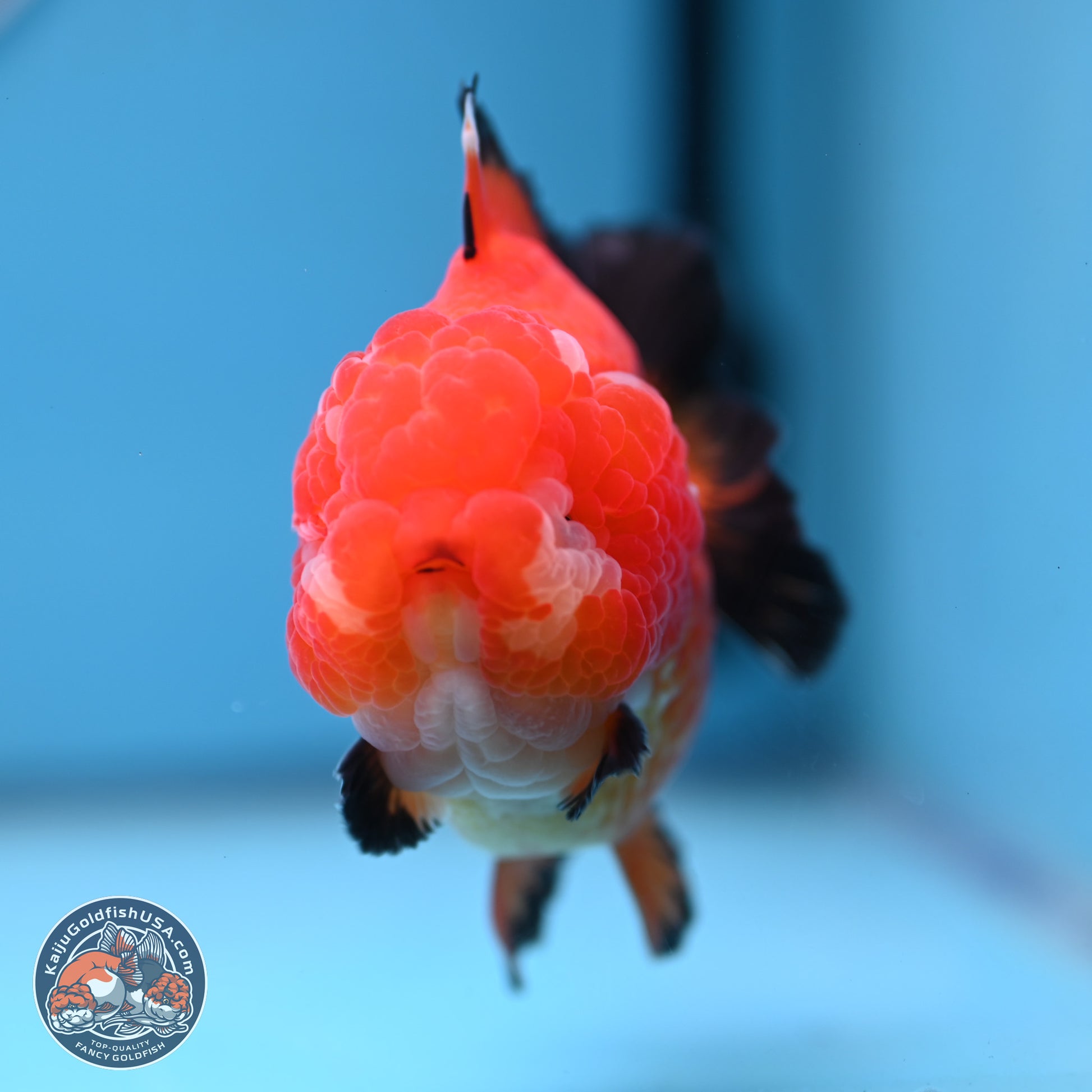 Apache YuanBao Oranda 3.5 inches Body - Male (241227_OR21) - Kaiju Goldfish USA