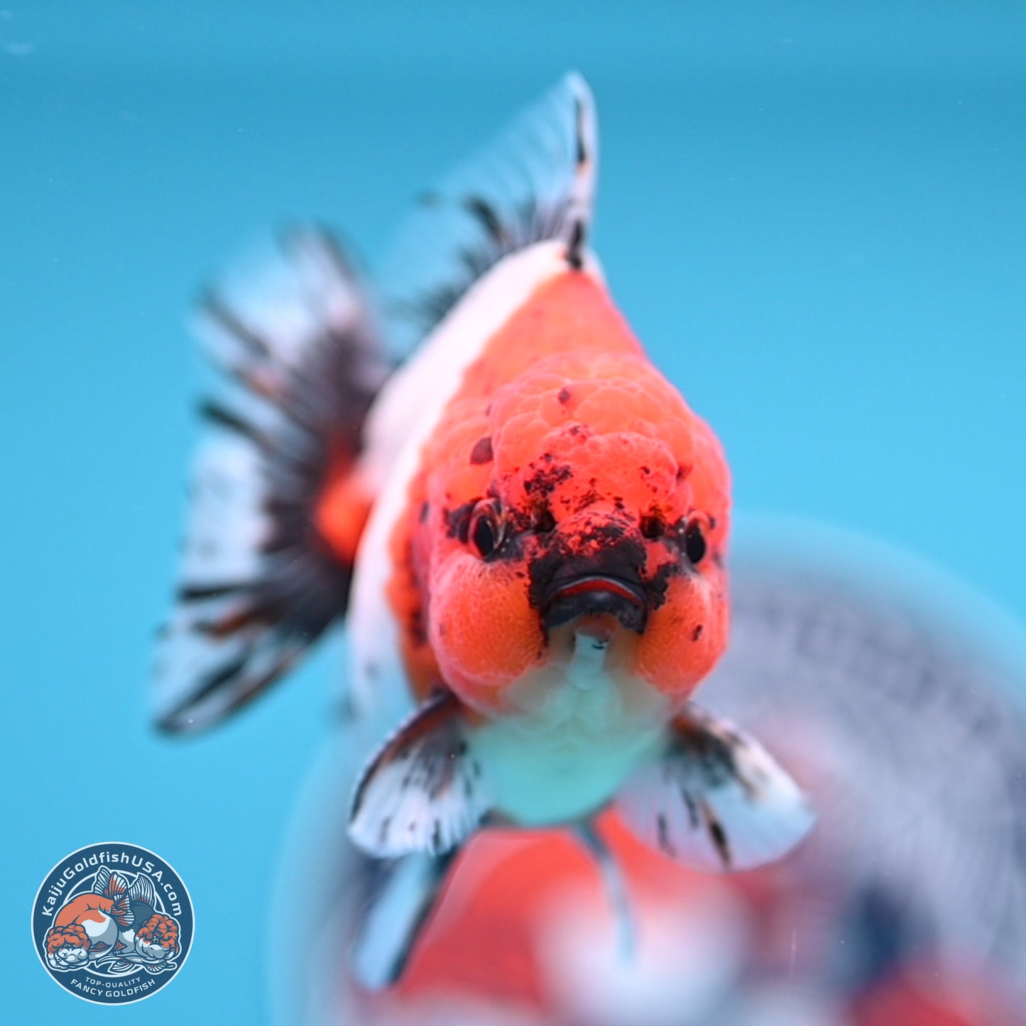 Shogun Calico Oranda 4 inches Body - Male (250207_OR21)