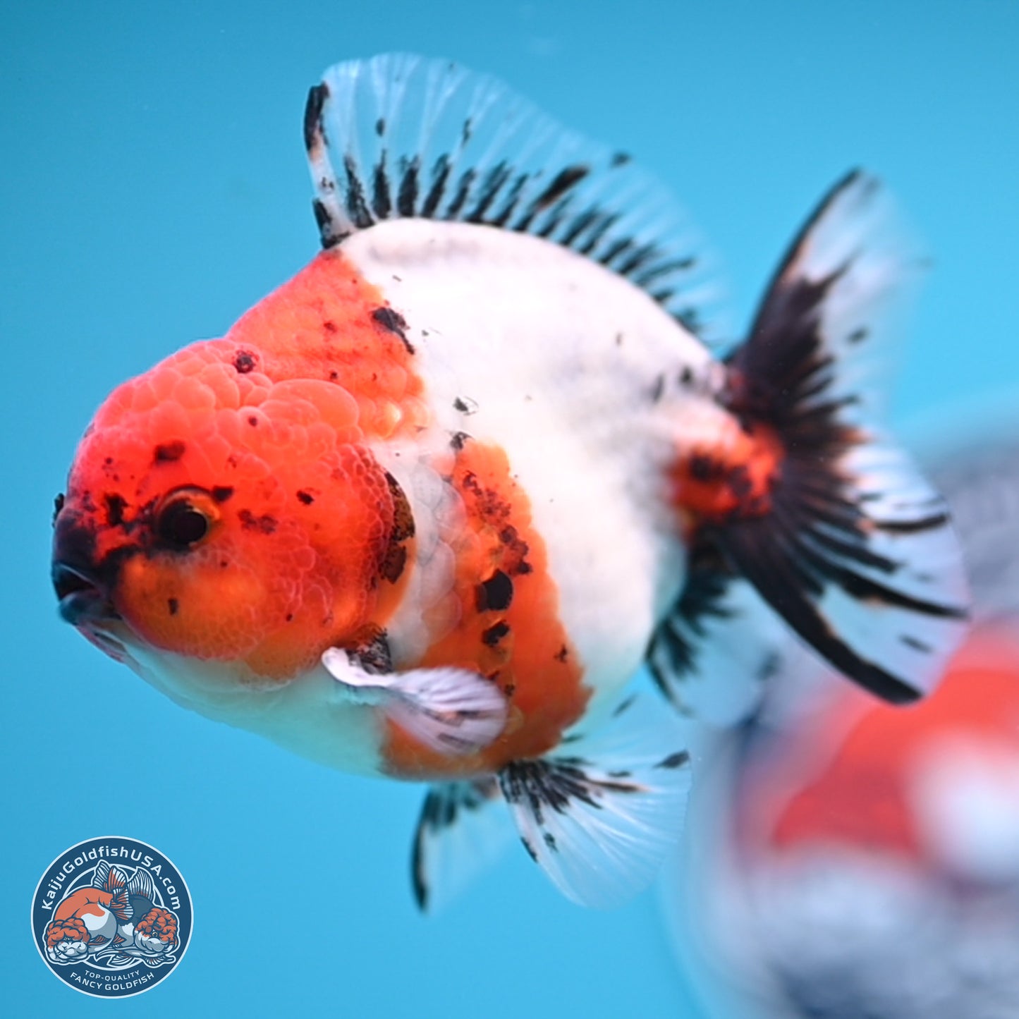 Shogun Calico Oranda 4 inches Body - Male (250207_OR21)