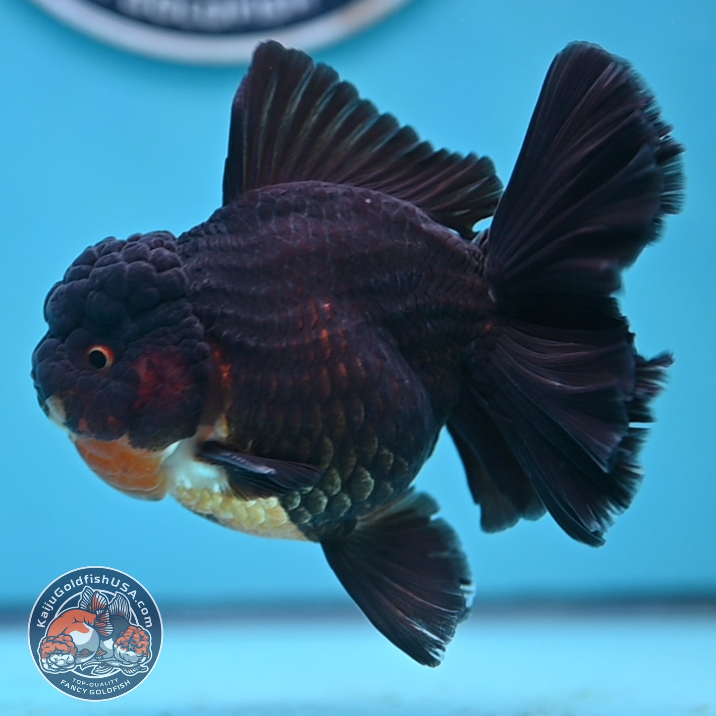 Black Rose Tail Oranda 3.75 inches Body (250502_OR21)