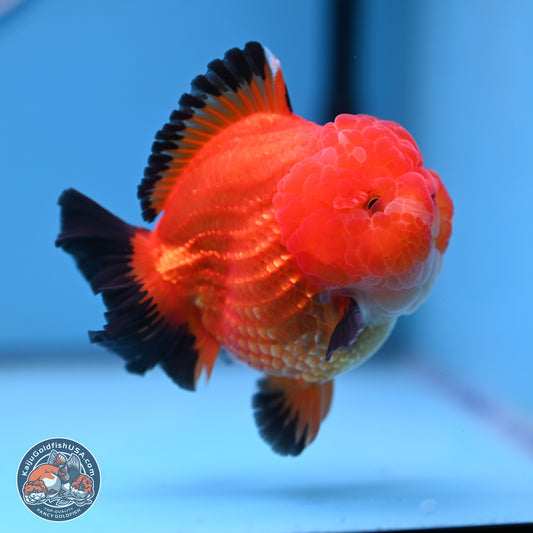 Apache YuanBao Oranda 3.5 inches Body - Male (241227_OR21) - Kaiju Goldfish USA