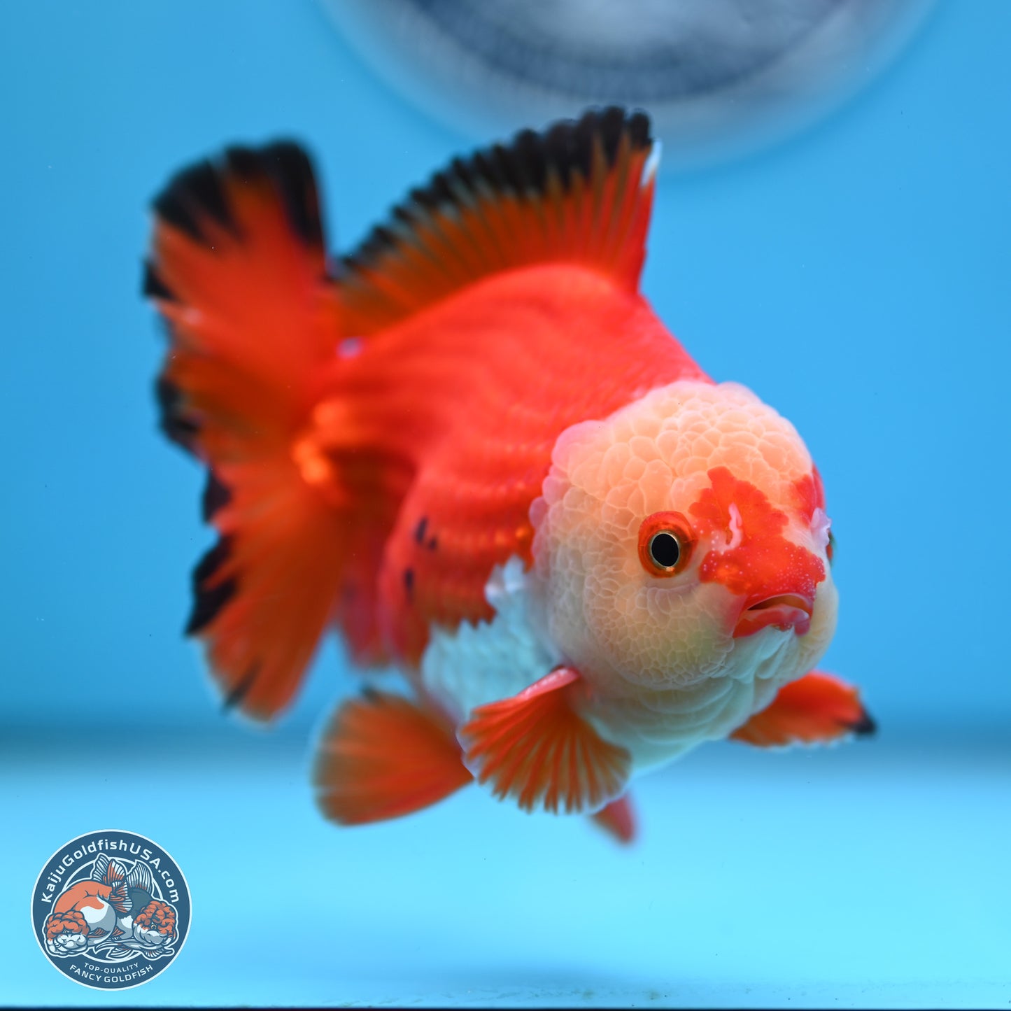 Tricolor YuanBao Oranda 4 inches Body - Male (250307_OR21)