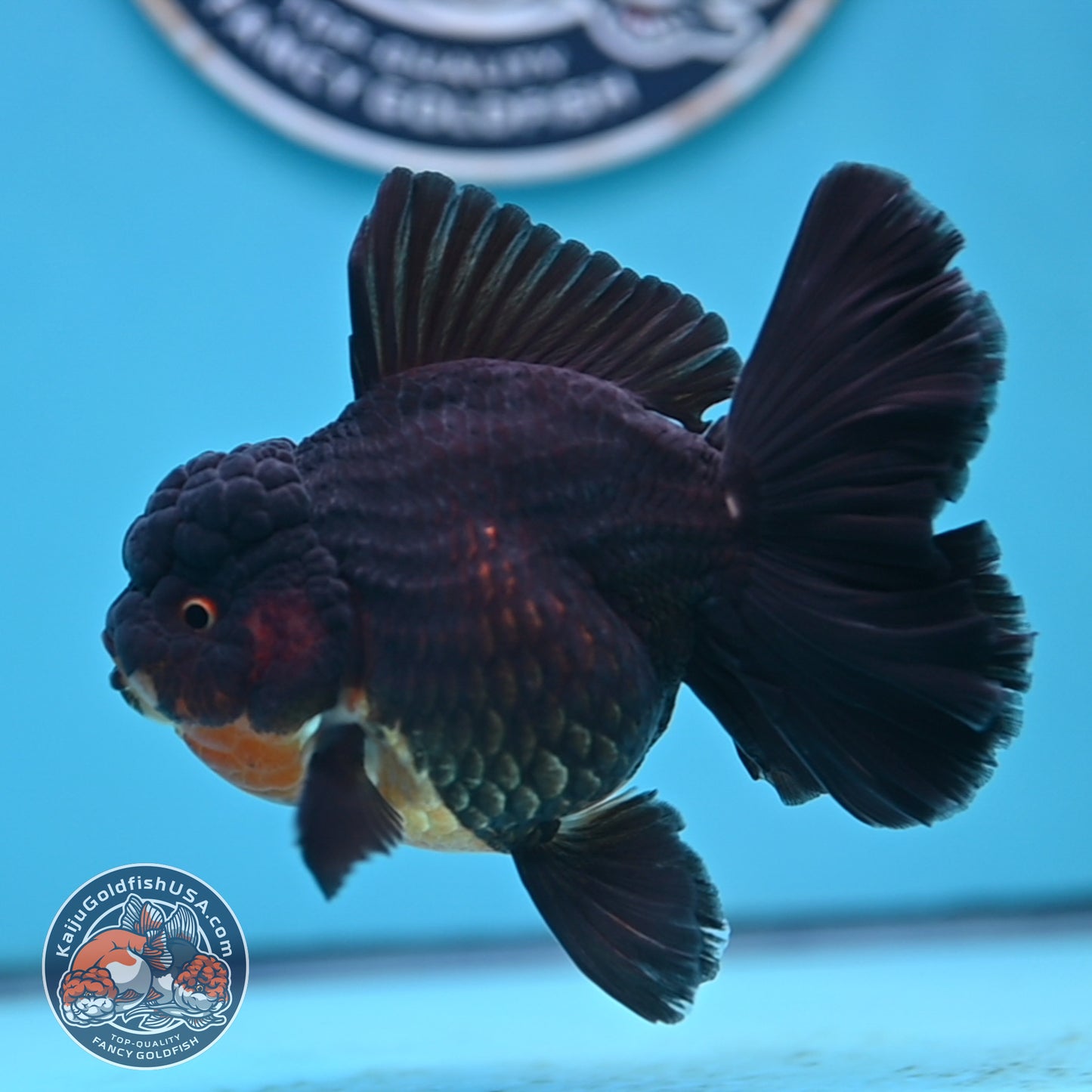 Black Rose Tail Oranda 3.75 inches Body (250502_OR21)