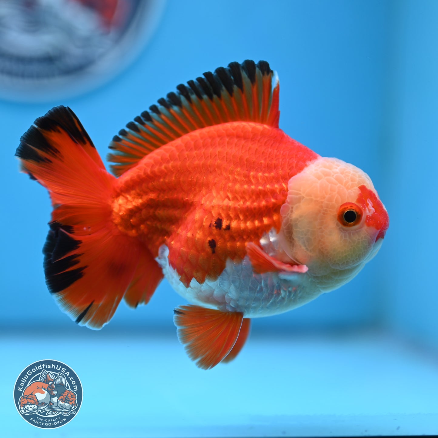 Tricolor YuanBao Oranda 4 inches Body - Male (250307_OR21)