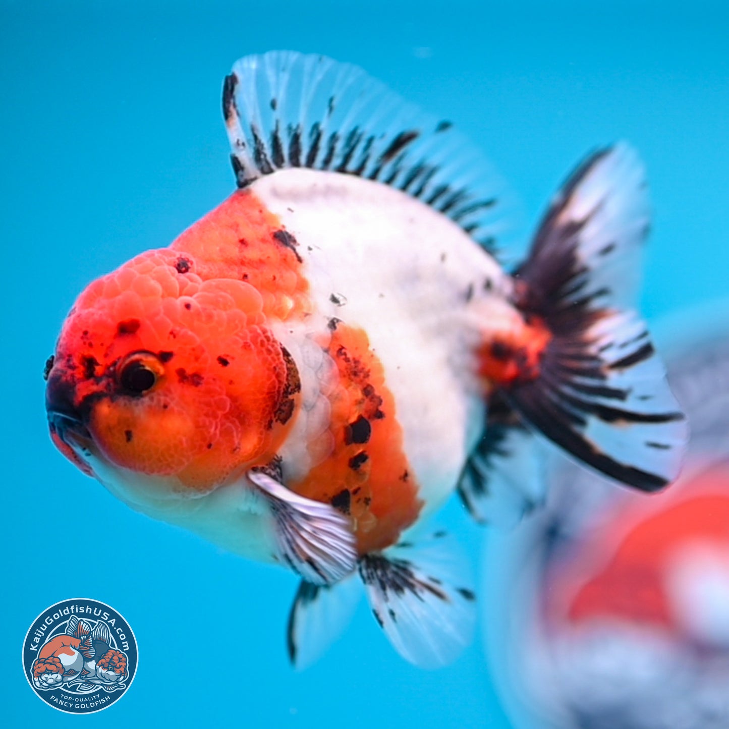 Shogun Calico Oranda 4 inches Body - Male (250207_OR21)
