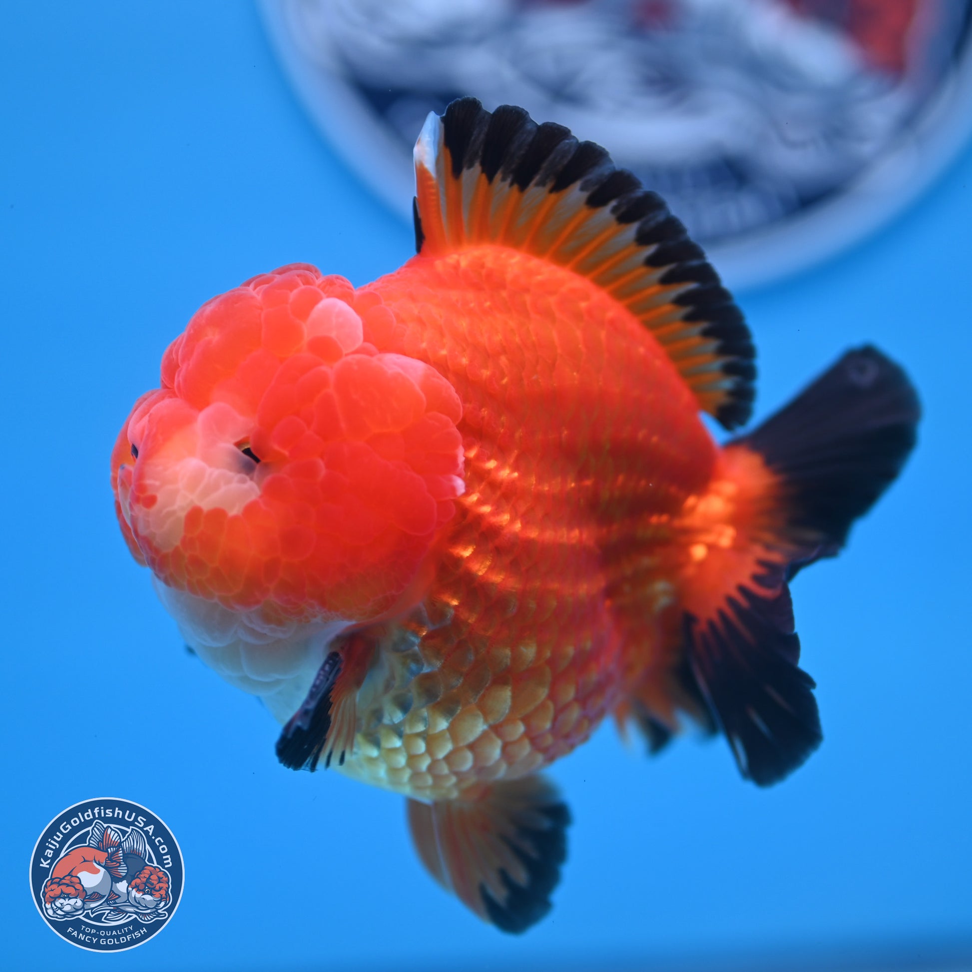 Apache YuanBao Oranda 3.5 inches Body - Male (241227_OR21) - Kaiju Goldfish USA