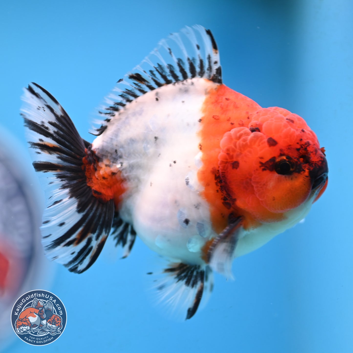 Shogun Calico Oranda 4 inches Body - Male (250207_OR21)