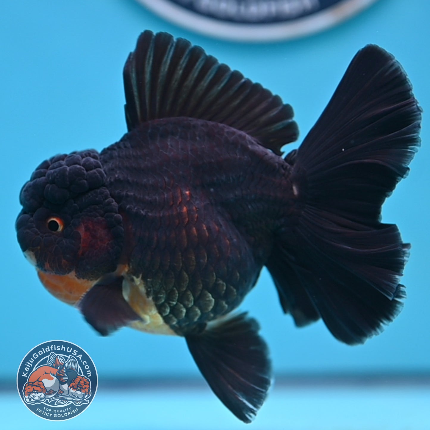Black Rose Tail Oranda 3.75 inches Body (250502_OR21)