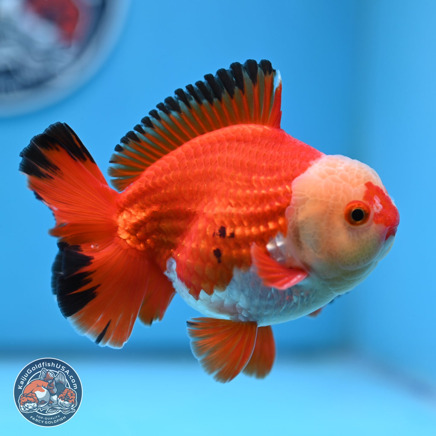 Tricolor YuanBao Oranda 4 inches Body - Male (250307_OR21)