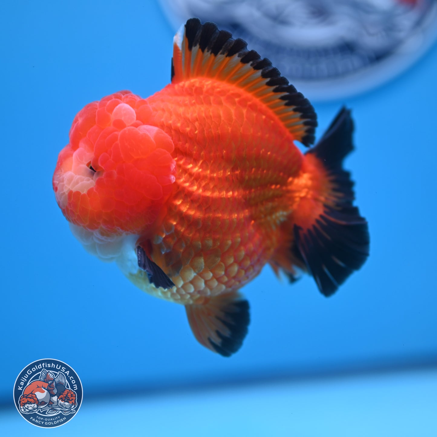 Apache YuanBao Oranda 3.5 inches Body - Male (241227_OR21) - Kaiju Goldfish USA