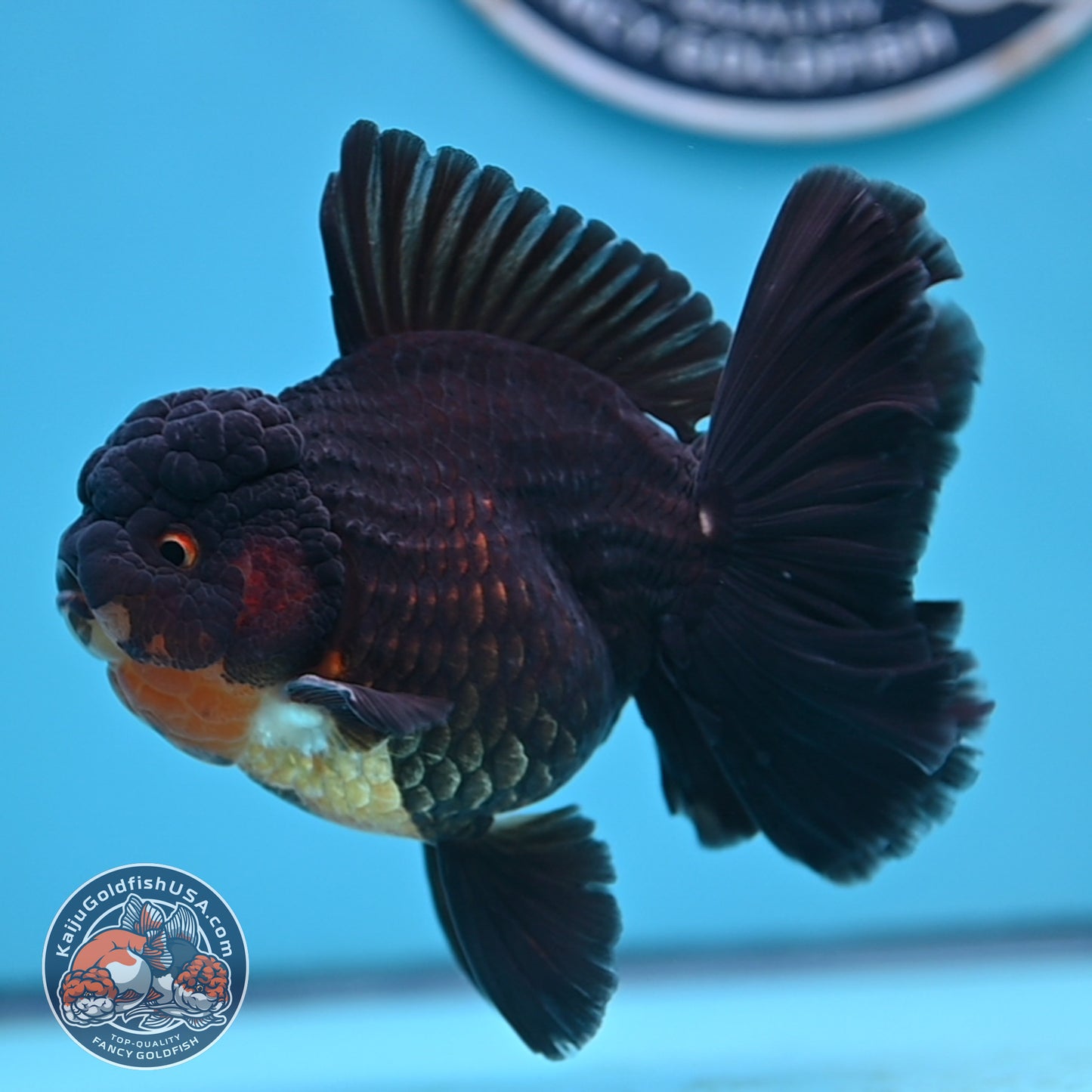 Black Rose Tail Oranda 3.75 inches Body (250502_OR21)