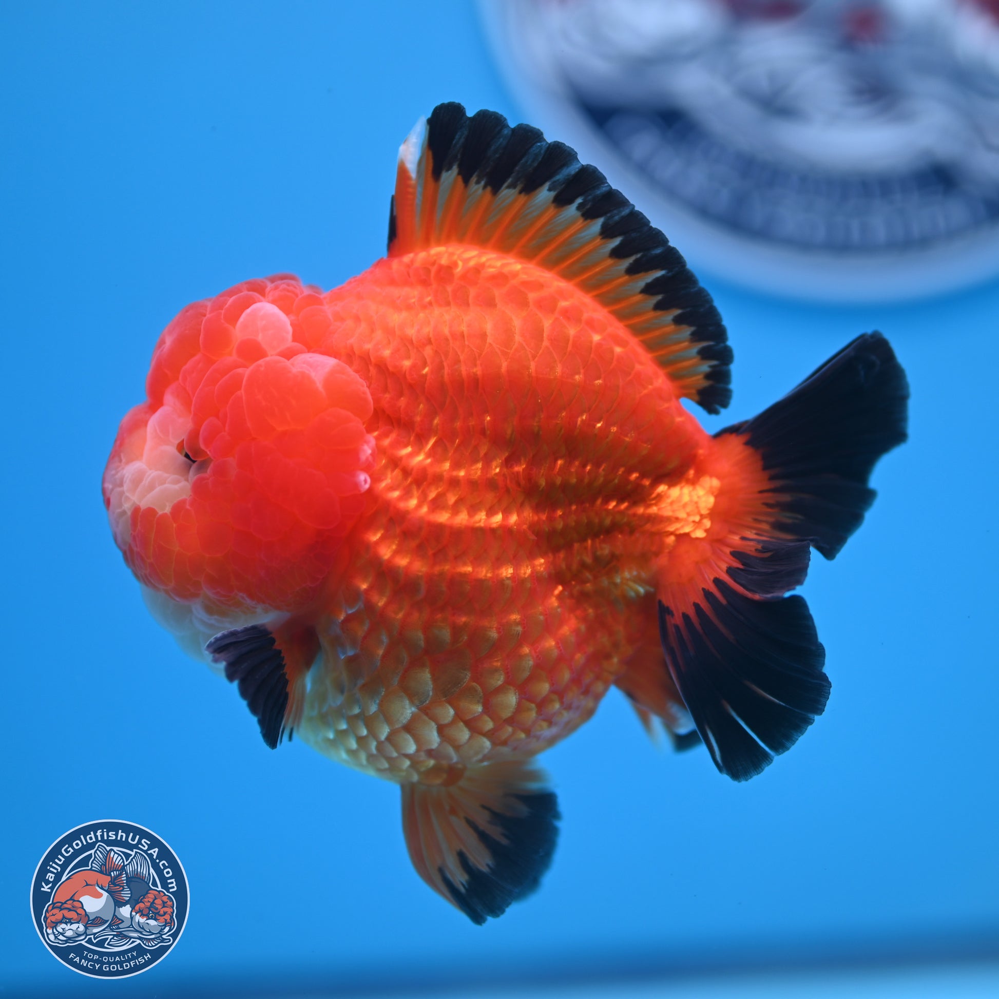 Apache YuanBao Oranda 3.5 inches Body - Male (241227_OR21) - Kaiju Goldfish USA