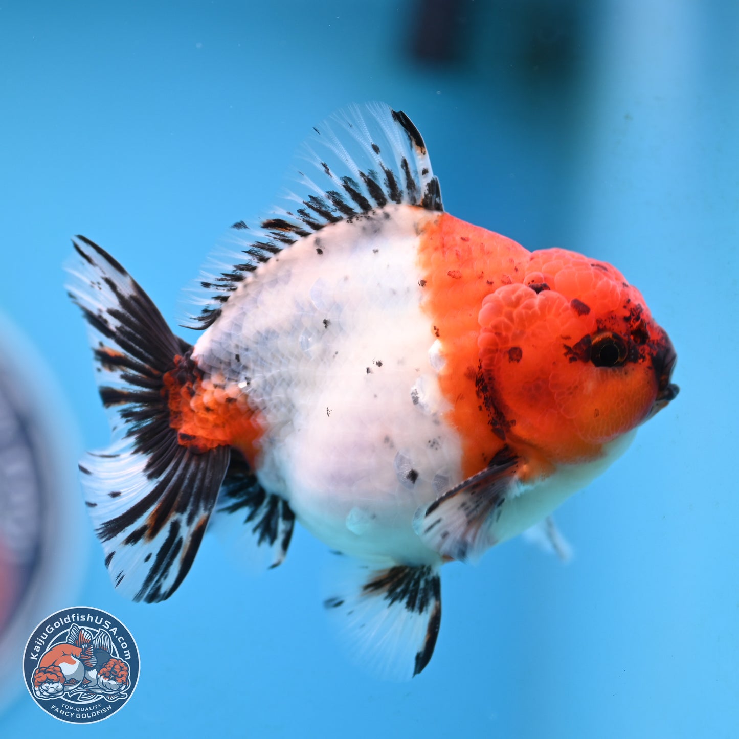 Shogun Calico Oranda 4 inches Body - Male (250207_OR21)