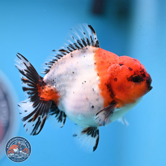 Shogun Calico Oranda 4 inches Body - Male (250207_OR21)
