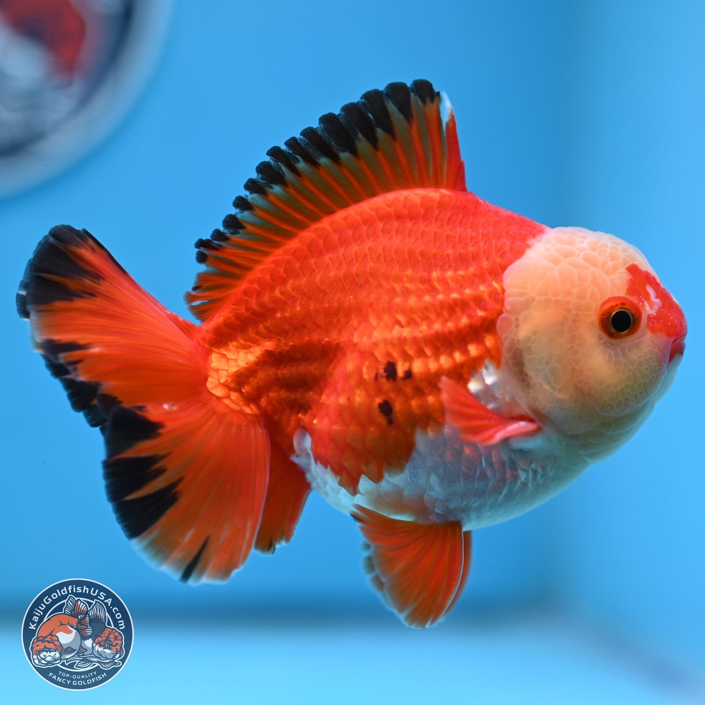 Tricolor YuanBao Oranda 4 inches Body - Male (250307_OR21)