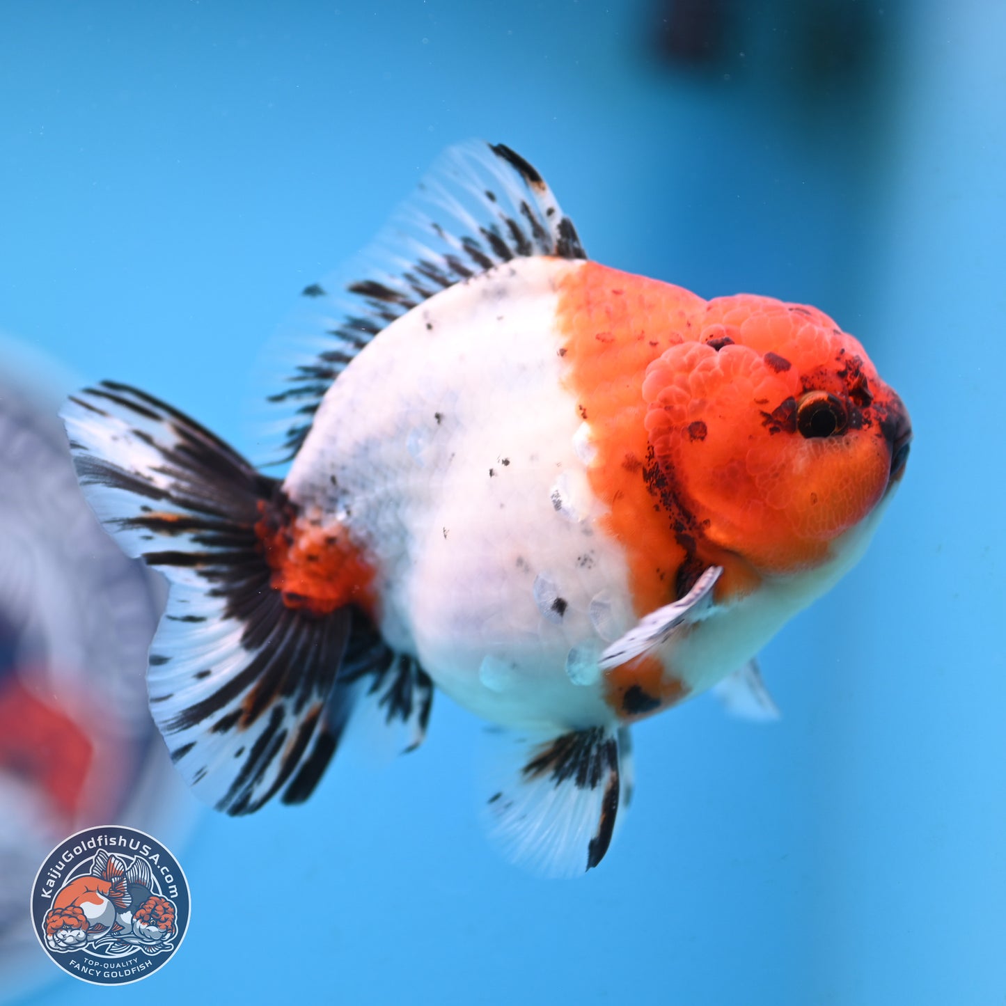 Shogun Calico Oranda 4 inches Body - Male (250207_OR21)