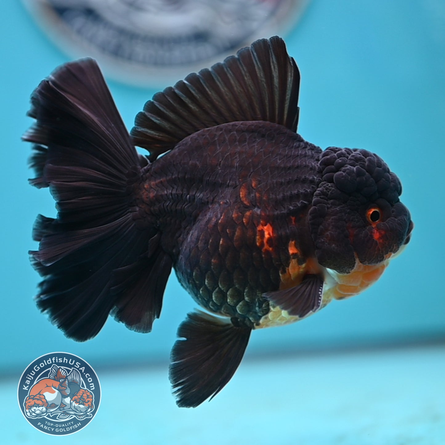Black Rose Tail Oranda 3.75 inches Body (250502_OR21)