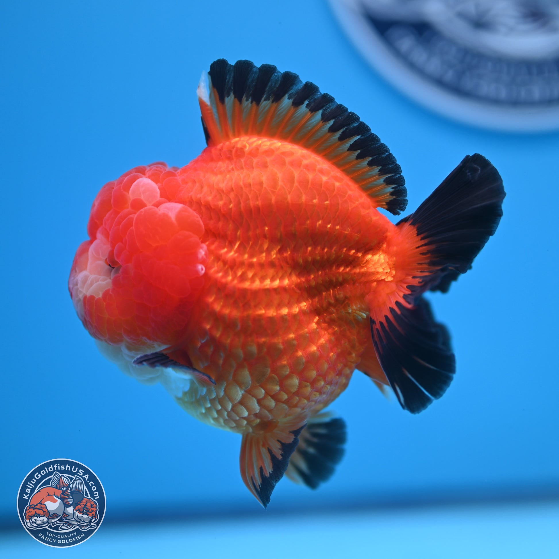 Apache YuanBao Oranda 3.5 inches Body - Male (241227_OR21) - Kaiju Goldfish USA