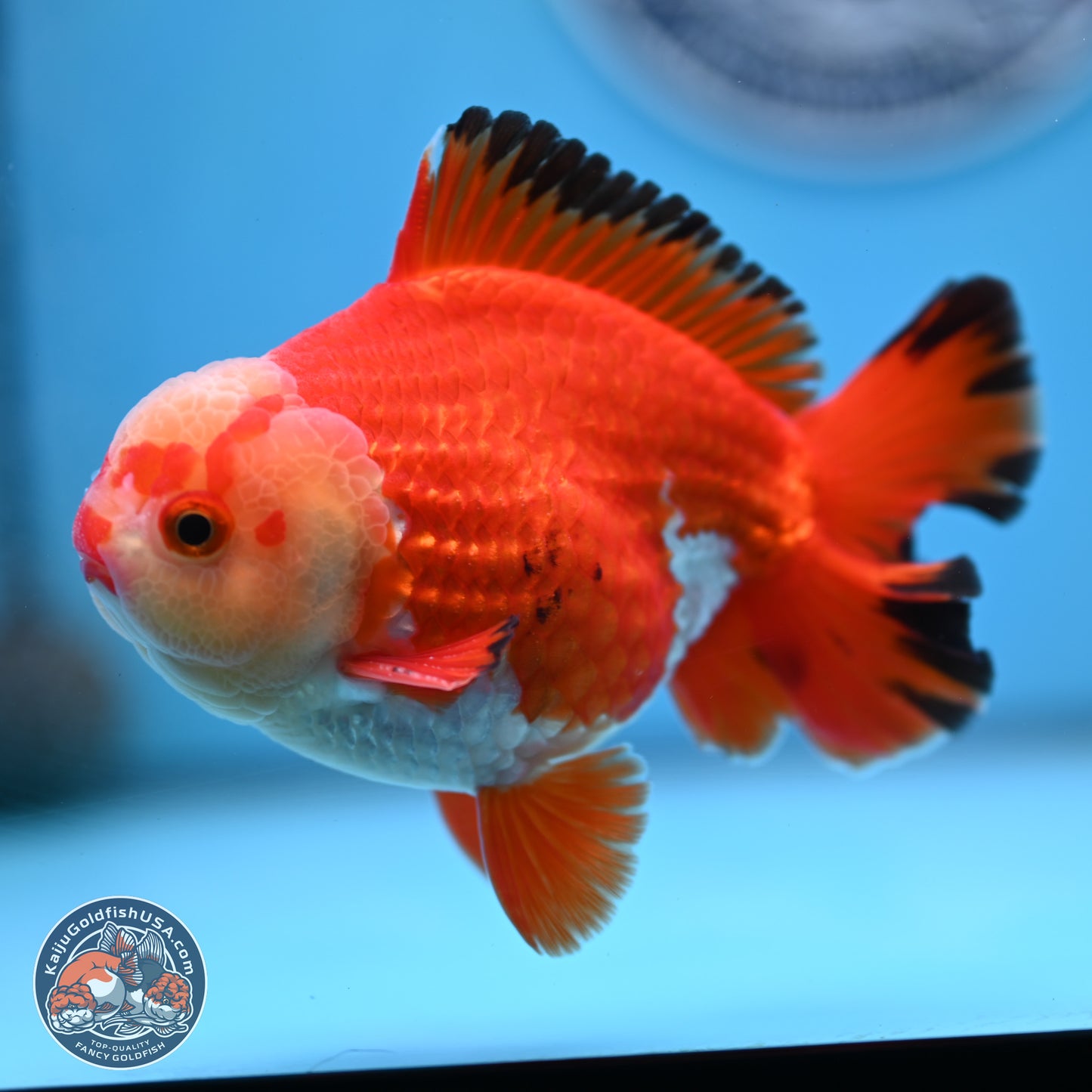 Tricolor YuanBao Oranda 4 inches Body - Male (250307_OR21)