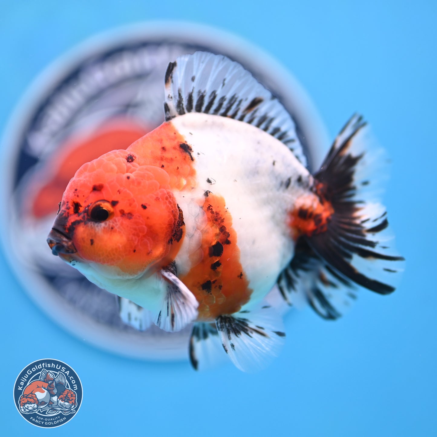 Shogun Calico Oranda 4 inches Body - Male (250207_OR21)