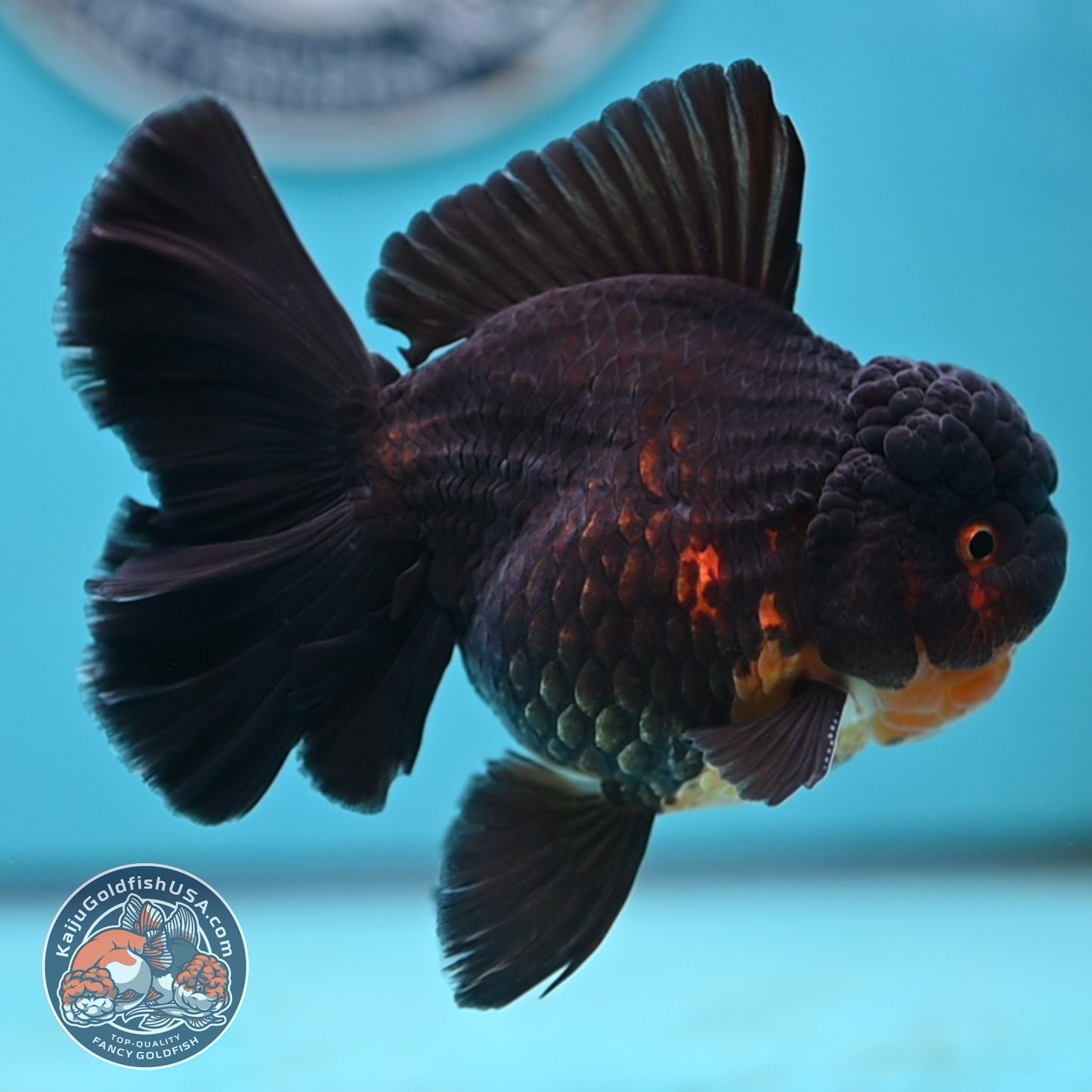Black Rose Tail Oranda 3.75 inches Body (250502_OR21)