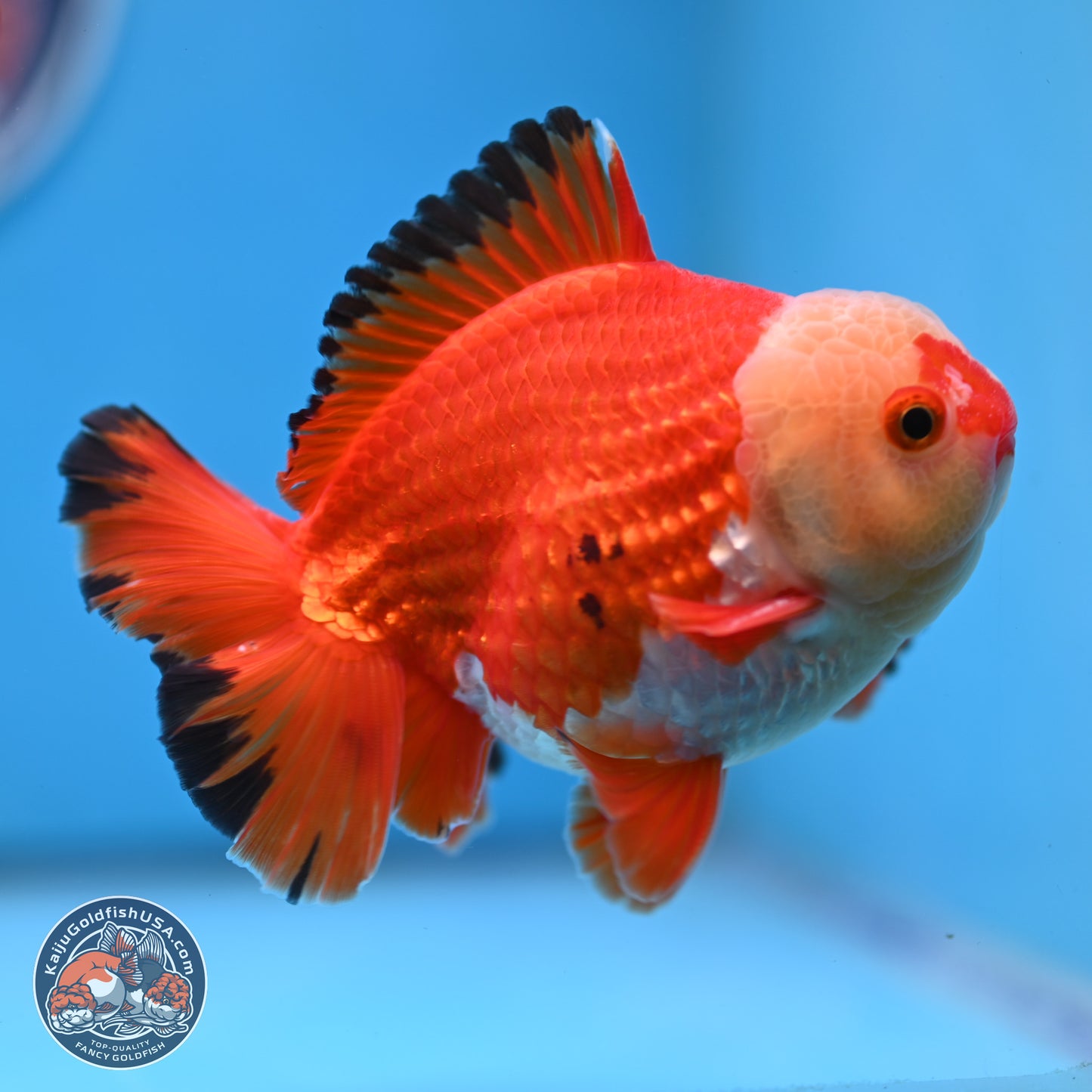 Tricolor YuanBao Oranda 4 inches Body - Male (250307_OR21)