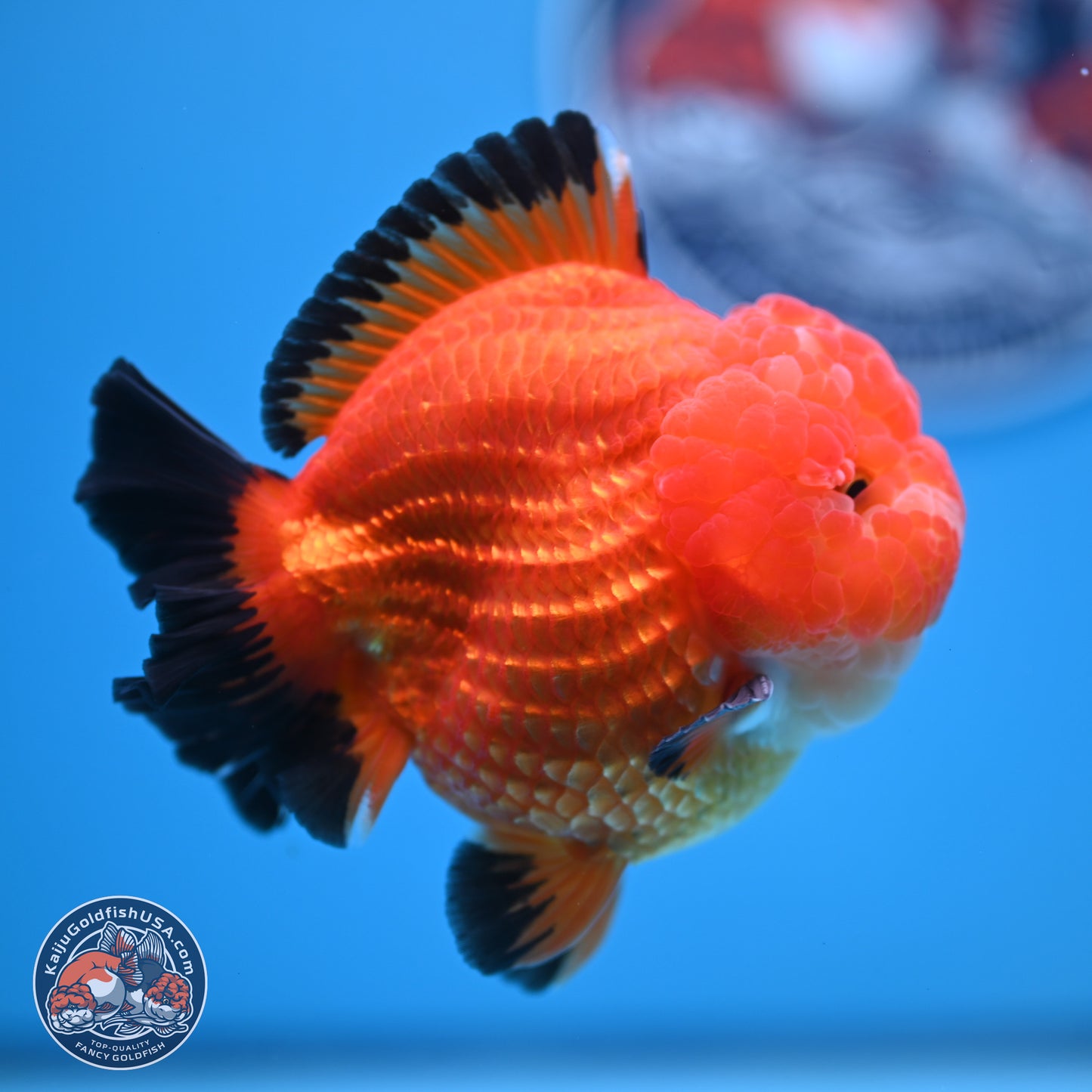 Apache YuanBao Oranda 3.5 inches Body - Male (241227_OR21) - Kaiju Goldfish USA