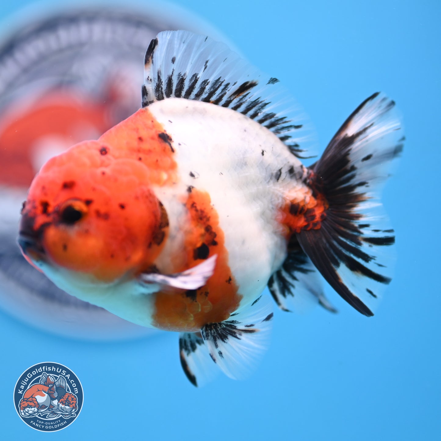 Shogun Calico Oranda 4 inches Body - Male (250207_OR21)
